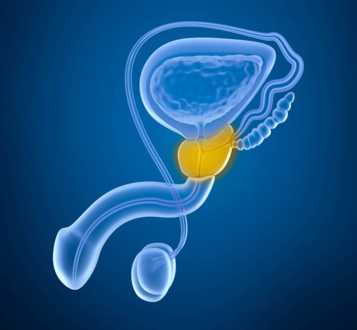 Schematische Darstellung und Anatomie der Prostata und des männlichen Fortpflanzungsystems.
